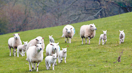 團隊認為綿羊比人類所知的更聰明。（資料圖片）