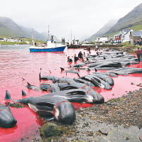 沙灘上滿布鯨魚和海豚屍體。（互聯網圖片）