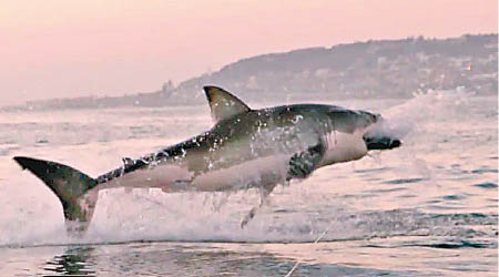 大白鯊跳出水面咬向獵物。（互聯網圖片）