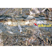 研究人員在市原市田淵的養老河地層所發現的白尾火山灰。
