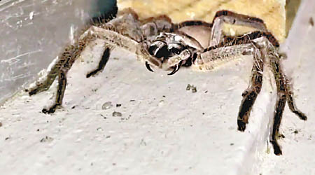 片段顯示一隻獵人蛛清潔毒牙。
