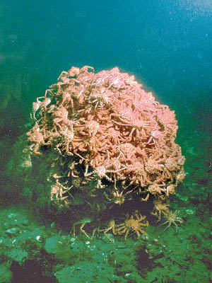 帝王蟹原在海底生活。（資料圖片）