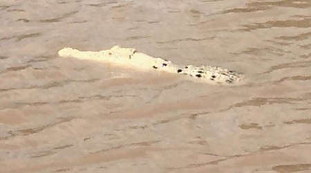 達爾文附近河流近日驚現成年白色巨鱷。（互聯網圖片）