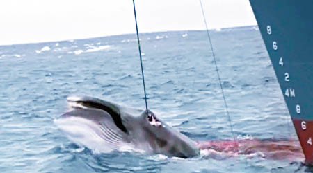 海洋牧人尾隨之際，捕鯨船把鯨魚拉起。（互聯網圖片）