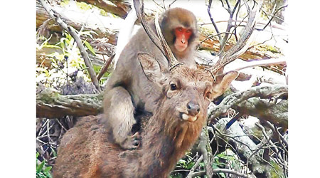 研究人員觀察到箕面市的野生雌猴騎在雄鹿背上摩擦下體。（互聯網圖片）