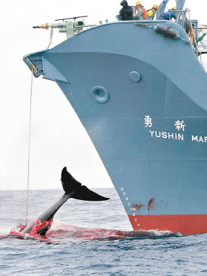 日本過往常捕殺鯨魚。（資料圖片）