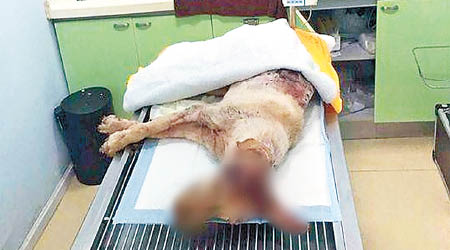 被斬的金毛犬因傷勢嚴重，最終不治。（互聯網圖片）