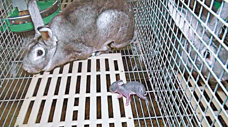小兔（前）奄奄一息躺在籠內。