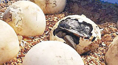 時隔多年再有象龜以自然方法孵化。（互聯網圖片）