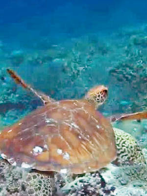 綠海龜的性別受海水溫度影響。（互聯網圖片）