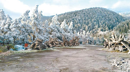宜蘭太平山一度降至攝氏零下四度，樹木滿布霧淞。（互聯網圖片）