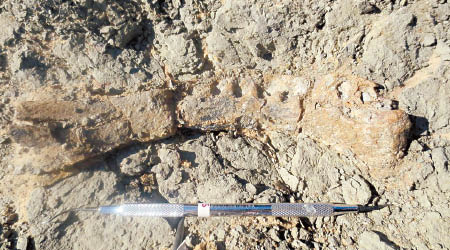 圖為曼蘇拉龍下顎骨的化石。（互聯網圖片）