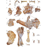 學者發現多件可重塑曼蘇拉龍形態的化石。（互聯網圖片）