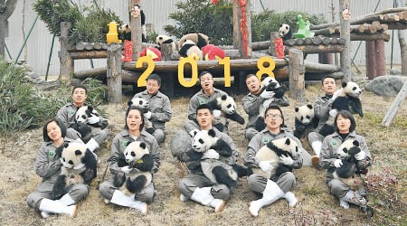 十七隻熊貓B亮相，向民眾拜年。（互聯網圖片）