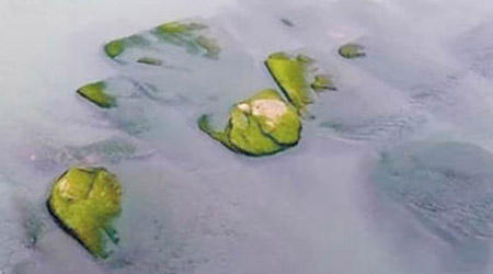 露出江面的蓮花石上布滿水藻。（互聯網圖片）