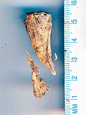 研究團隊近年積極化驗懷疑屬於艾美麗雅的骨塊。