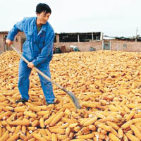 吉林及黑龍江對省內粟米（圖）等加工企業推出補貼措施。