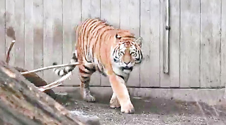 該雄性西伯利亞虎抵達丹麥不久。（互聯網圖片）