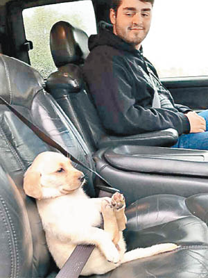 小狗扣好安全帶坐定定，十分可愛。（互聯網圖片）