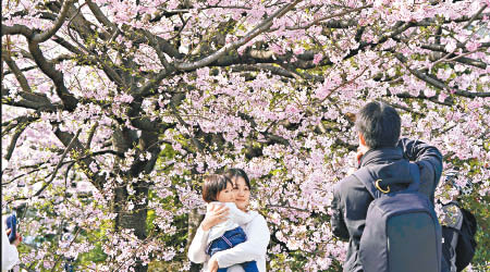 東京櫻花近日盛開，遊人如鯽。（美聯社圖片）