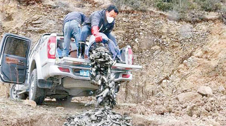 工作人員將一車車死魚掩埋。（互聯網圖片）