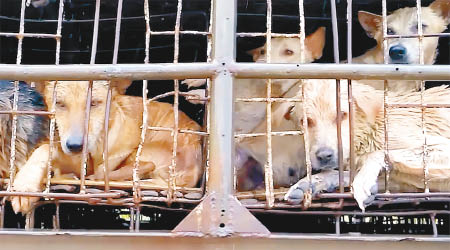 待宰的狗隻被困於擠迫的籠中，流露絕望眼神。（互聯網圖片）