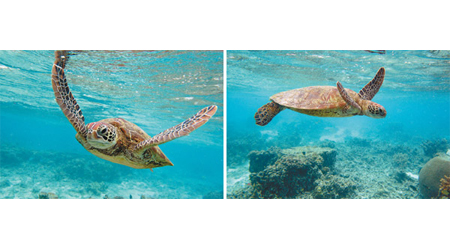 研究發現海龜的敏感度，比一般人所想要高，前鰭足除用來游泳外，還有多種功能。（資料圖片）