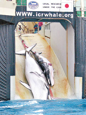 日本堅持以科研為由捕鯨。（資料圖片）