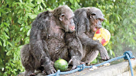 猩猩直接拿起西瓜冰磚享用。