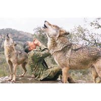 潘托哈曾與狼群生活多年，懂得與狼隻溝通。（電視畫面）