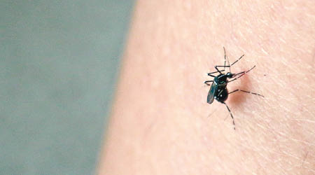 蚊蟲可傳播登革熱。（資料圖片）