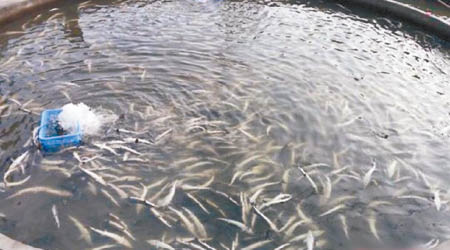 洪浰村有村民養殖的鱘魚突然大量死亡。（互聯網圖片）