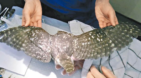 獸醫悉心檢查貓頭鷹（圖），再進行羽毛移植。（互聯網圖片）