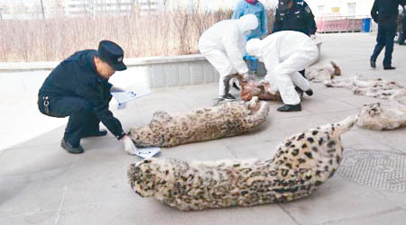 當局查獲兩具珍稀野生動物雪豹屍體。（互聯網圖片）