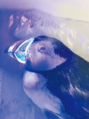 海鸚嘴部的螢光色相信是用作吸引異性。（互聯網圖片）