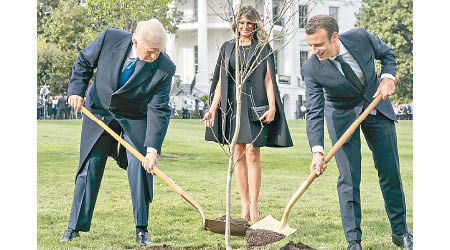 特朗普（左）與馬克龍（右）在白宮草坪種樹。（美聯社圖片）