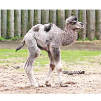 黑池動物園為初生雙峰駱駝取名為「Louis」。（互聯網圖片）