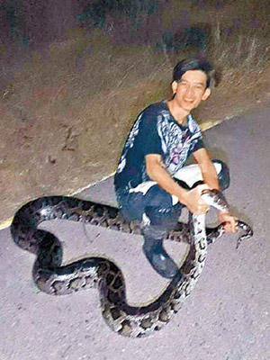 阿文早前在馬路找到懷孕患病巨蛇。（互聯網圖片）