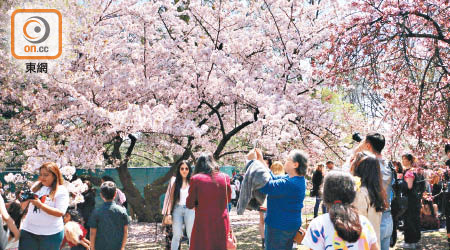 紐約布魯克林植物園近日櫻花盛開。（胡凱文攝）