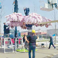 工作人員正在組裝櫻花樹。