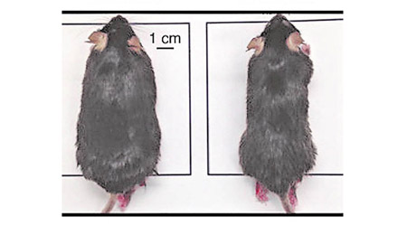 經剔除NAMPT的老鼠（右）身形明顯較瘦削。（哥本哈根大學圖片）