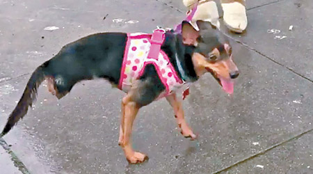 小狗維多利亞因意外失去後腿，練成前腳走路。（互聯網圖片）