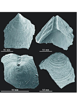希爾林從研究圖中的貝殼化石，認為地球在寒武紀曾經歷溫室效應。（萊斯特大學提供圖片）