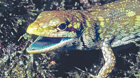 綠血蜥蜴棲身新畿內亞。