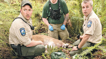 調查員檢視美洲獅的屍體。（互聯網圖片）