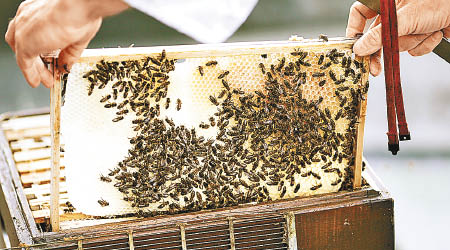 蜜蜂在為人類提供食物當中舉足輕重。（美聯社圖片）