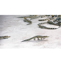 泰國一個鱷魚養殖場發生小鱷魚集體「越獄」事件。（互聯網圖片）