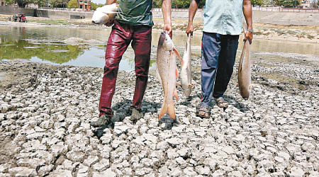 印度工人從乾涸湖泊中檢走死魚。（美聯社圖片）