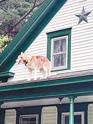 哈士奇在屋頂徘徊。（互聯網圖片）