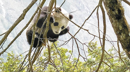野生大熊貓在樹上睡覺。（互聯網圖片）